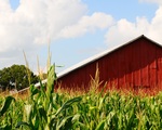Barn Lawrence County by Dena Wise