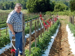Dr. Carl Sams Tomato Research by John Cummins