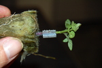Grafted Mini Tomatoes by John Cummins