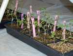 Grafted Tomatoes in Healing Tent by John Cummins