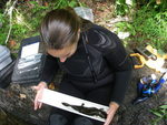Measuring Hellbender by Joyce Coombs