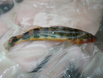 Our Reintroduced Gilt Darter by Joyce Coombs