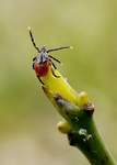 Questing Tick by Graham Hickling