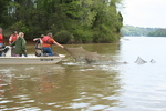 Setting a Fyke Net by Joyce Coombs