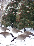 Canada Geese Wild in the Wild by Cheryl Greenacre