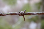 Ice on Barbed Wire by Blake Brown