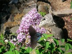 Lilac with a Butterfly by Emily Gray