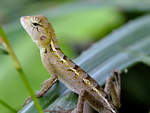 Lizard in Vietnam by Kurt Lamour