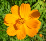 Marigold by Dawn Seigel