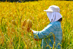 Rice Farming in Friendsville Tennessee by Chayapa Techathuvanan