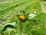 Sunflower Almost Blooming by Heather Toler
