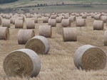Close-Up of Big Round Bales of Switchgrass by Ken Goddard