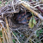 Baby Birds by Derek Anthony Brawner