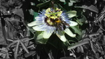 Bee on a Maypop by Alan S. Windham