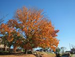 Morgan Hall Fall Colors by Lilian Wanjiru Mbuthia