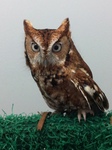 Owl by Derek Anthony Brawner
