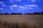 Amber Waves of Grain-Wheat by Robert M. Hayes