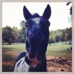 Curious by Elizabeth Danielle Lowrey