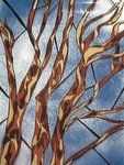 Tree by Samantha Schneider