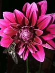Transfixed by Dahlia by Nancy Williams